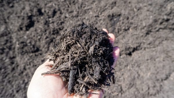 black mulch in hand for scale and detail